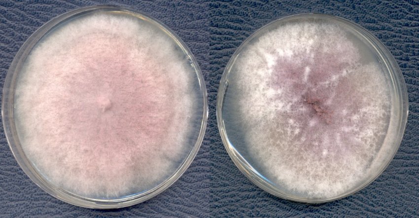Гриби штам Fusarium Гриби штам Fusarium
