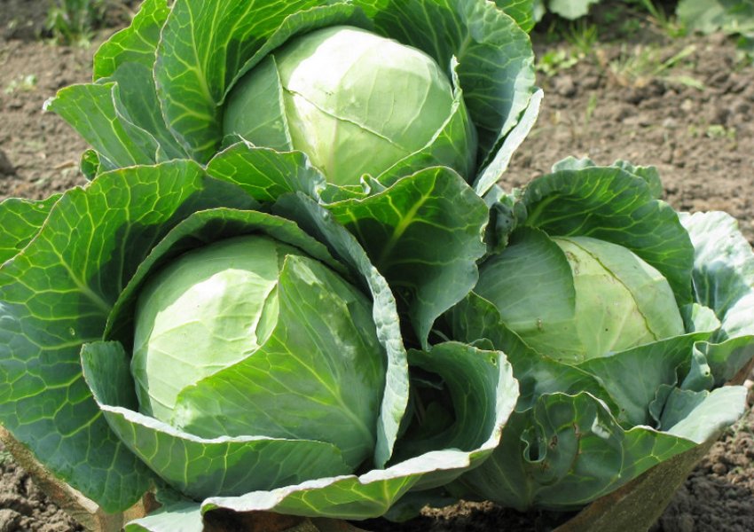 Капуста сорту Харківська зимова