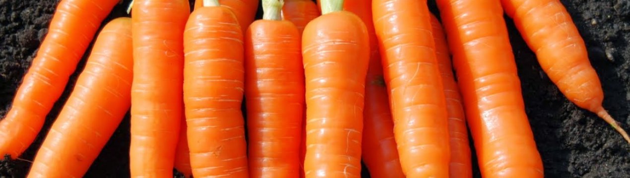 Якісна морква в Україні продовжує дорожчати