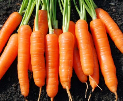 Якісна морква в Україні продовжує дорожчати