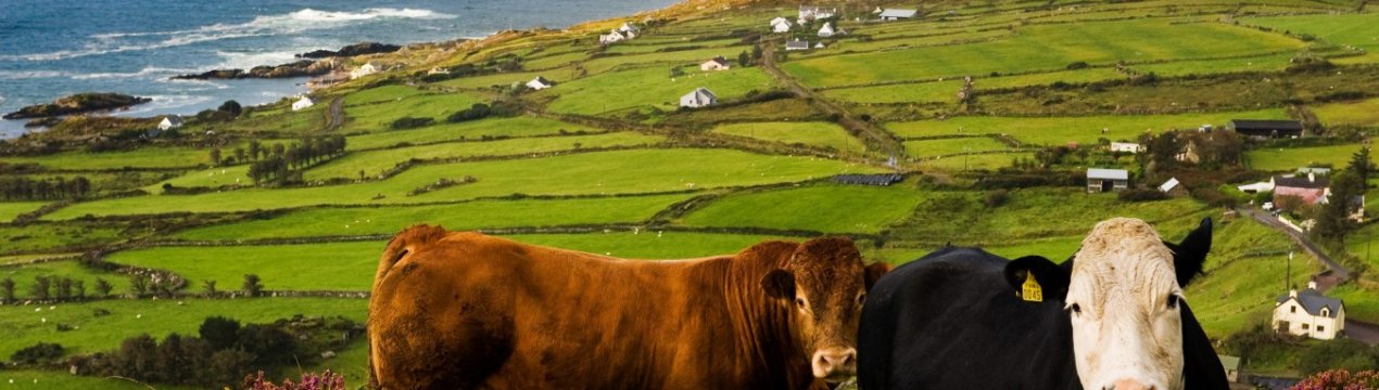 Для ірландських виробників яловичини «Brexit вже стався»