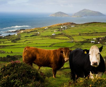 Для ірландських виробників яловичини «Brexit вже стався» 