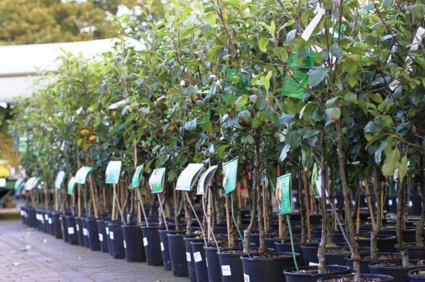 Саджанці яблуні Саджанці яблуні