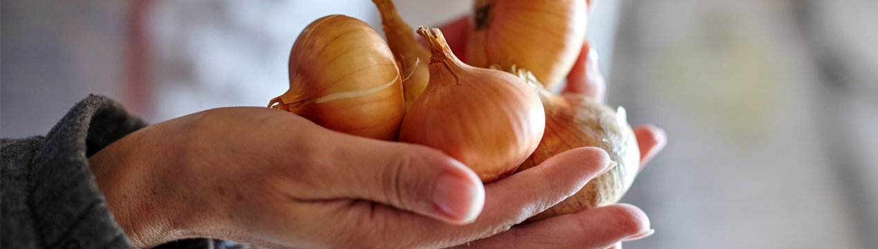 Як вилікувати геморой за допомогою лука?