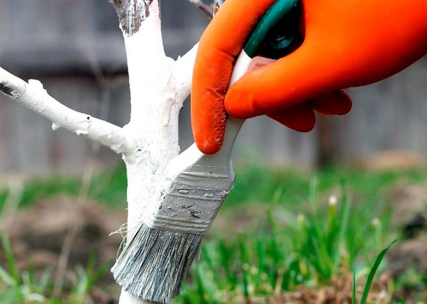 Побілка яблуні Побілка яблуні