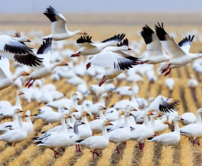 Масовий мор птахів і тварин у Тернопільській області. Хто винен?