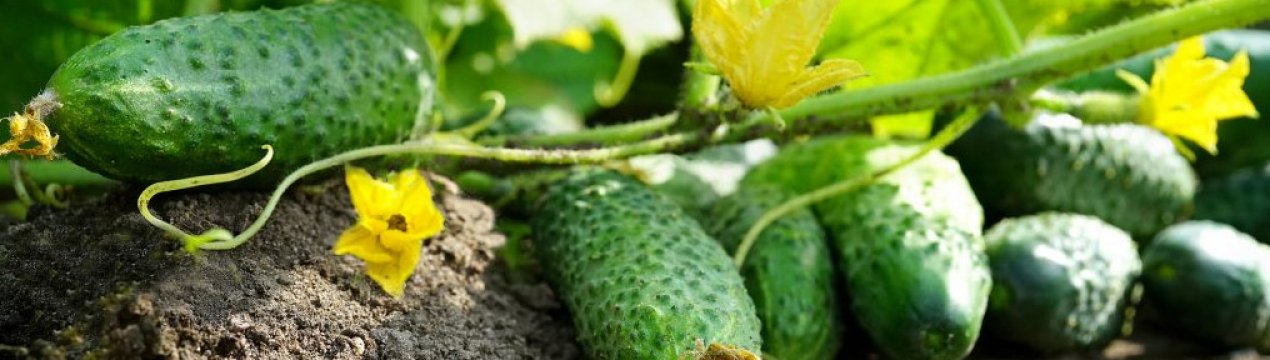 Сорт огірків Тумі F1: опис, вирощування і догляд