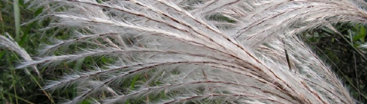 KSG Agro збирає міскантус, який вирощувався на протязі 5 років