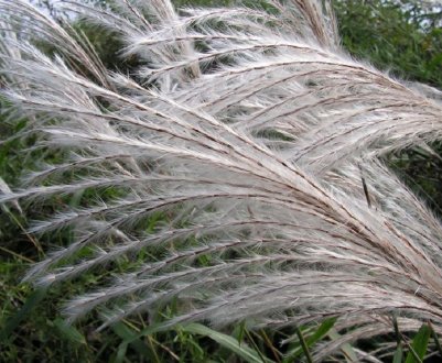 KSG Agro збирає міскантус, який вирощувався на протязі 5 років