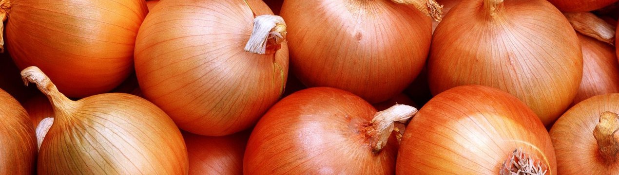 Особливості сорту цибулі Манас