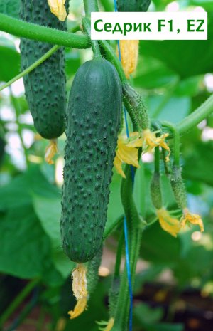 Огірок Седрік F1 Огірок Седрік F1