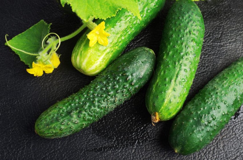 Огірки сорту Седрік Огірки сорту Седрік