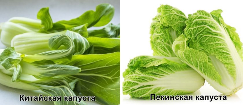 Китайская и пекинская капуста Китайская и пекинская капуста