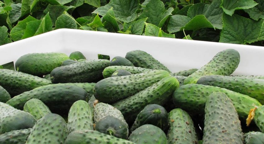 Урожай огірків Седрік Урожай огірків Седрік