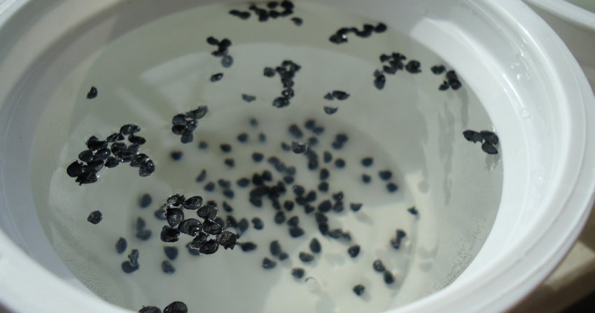 Прогрівання насіння цибулі Прогрівання насіння цибулі