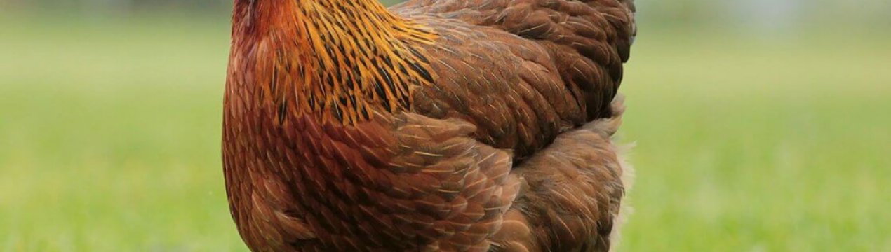 Поголів'я домашньої птиці в Україні – понад 200 мільйонів