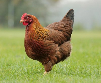 Поголів'я домашньої птиці в Україні – понад 200 мільйонів