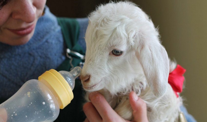 Годування кіз Годування кіз