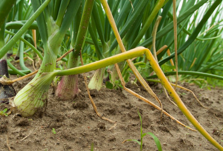 Жовта карликовість цибулі Жовта карликовість цибулі