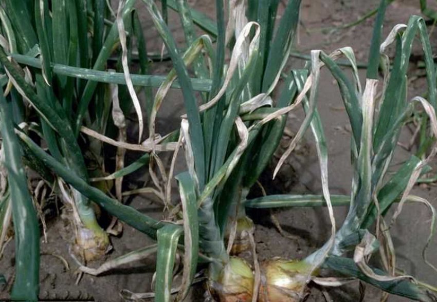 Мозаїка цибулі Мозаїка цибулі