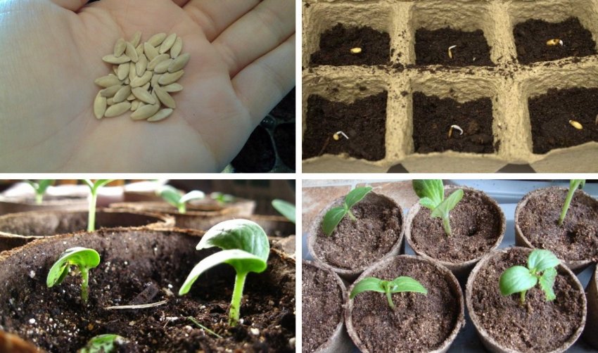 Етапи посіву насіння огірків на розсаду Етапи посіву насіння огірків на розсаду