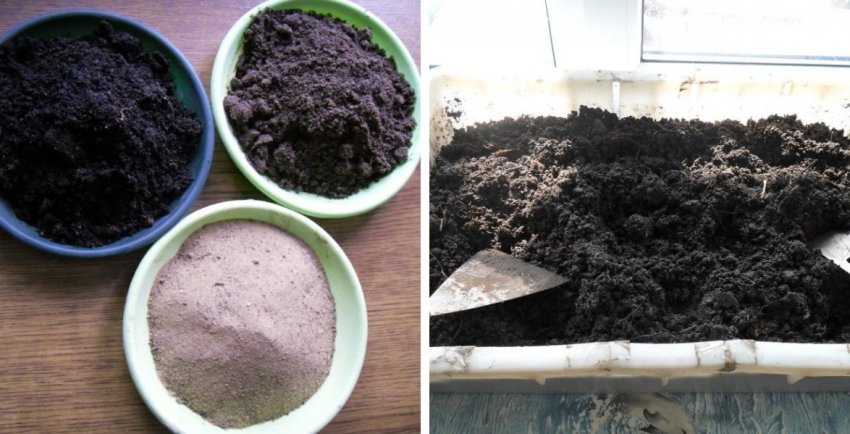 Суміш грунту для розсади огірків Суміш грунту для розсади огірків