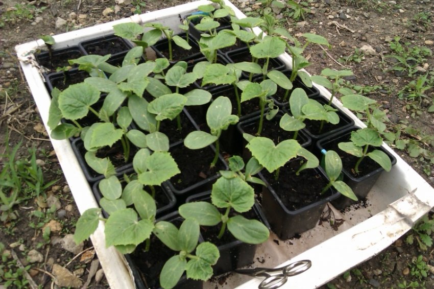Загартовування розсади огірків Загартовування розсади огірків