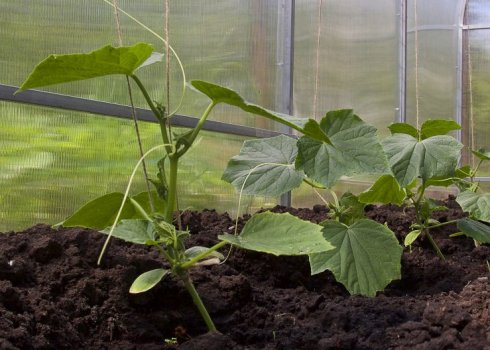 Правила застосування суперфосфату для огірків