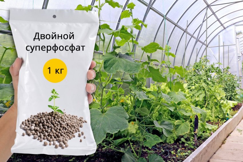 можно ли удобрять огурцы суперфосфатом. Смотреть фото можно ли удобрять огурцы суперфосфатом. Смотреть картинку можно ли удобрять огурцы суперфосфатом. Картинка про можно ли удобрять огурцы суперфосфатом. Фото можно ли удобрять огурцы суперфосфатом