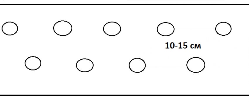 Схема посадки огірків в парнику Схема посадки огірків в парнику