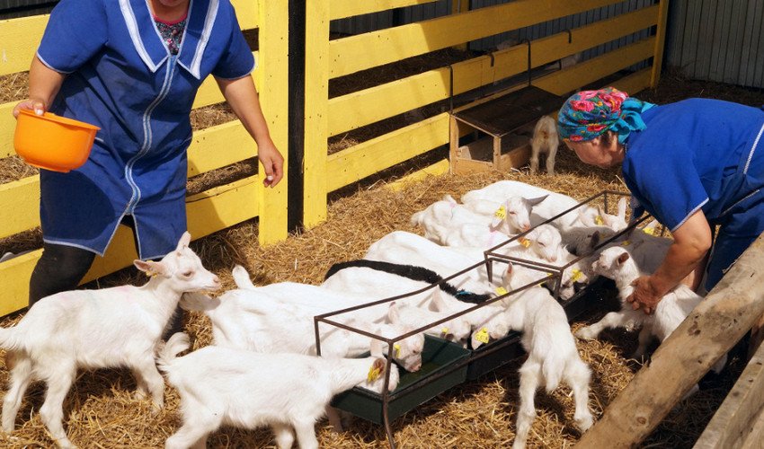 Годування кіз Годування кіз