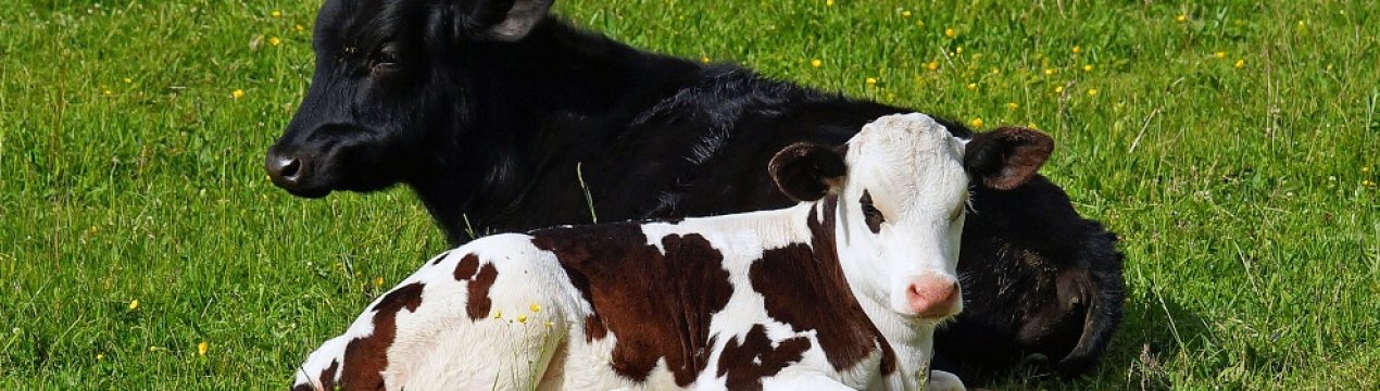 У Бурятії «Перемога» здійснила закупівлю елітних «лімузинів»