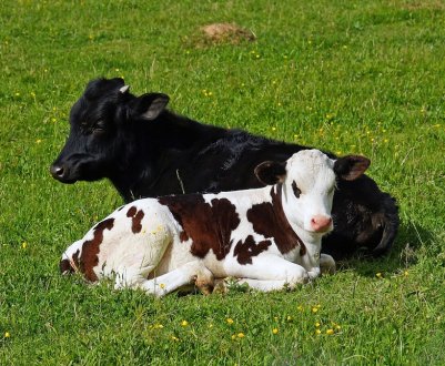 У Бурятії «Перемога» здійснила закупівлю елітних «лімузинів»