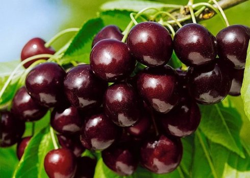 Вирощування черешні сорту Подарунок Степанову і догляд за нею