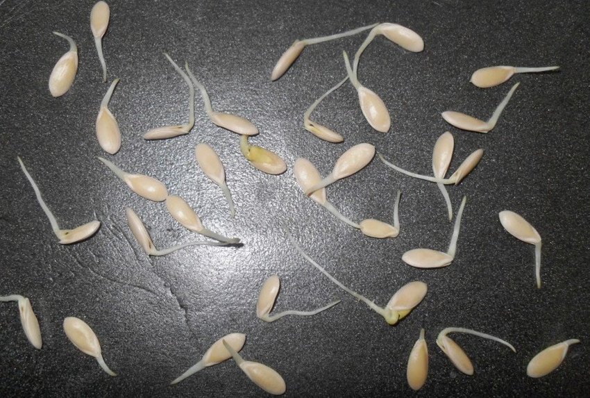 Пророщування насіння