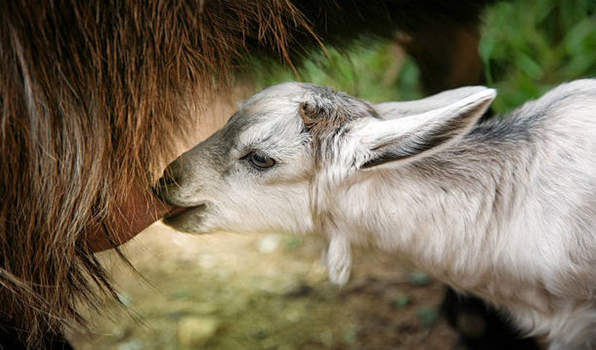 Годування кіз Годування кіз