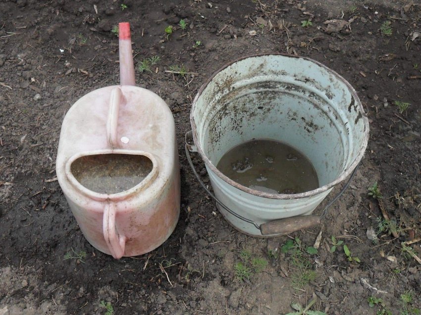 Настій пташиного посліду для підживлення огірків Настій пташиного посліду для підживлення огірків