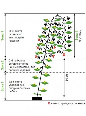Схема формування індетермінантного куща огірка Схема формування індетермінантного куща огірка