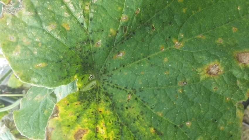 Колонії попелиці на огірках Колонії попелиці на огірках