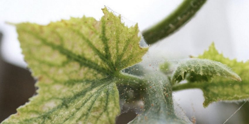 Червоний павутинний кліщ Червоний павутинний кліщ