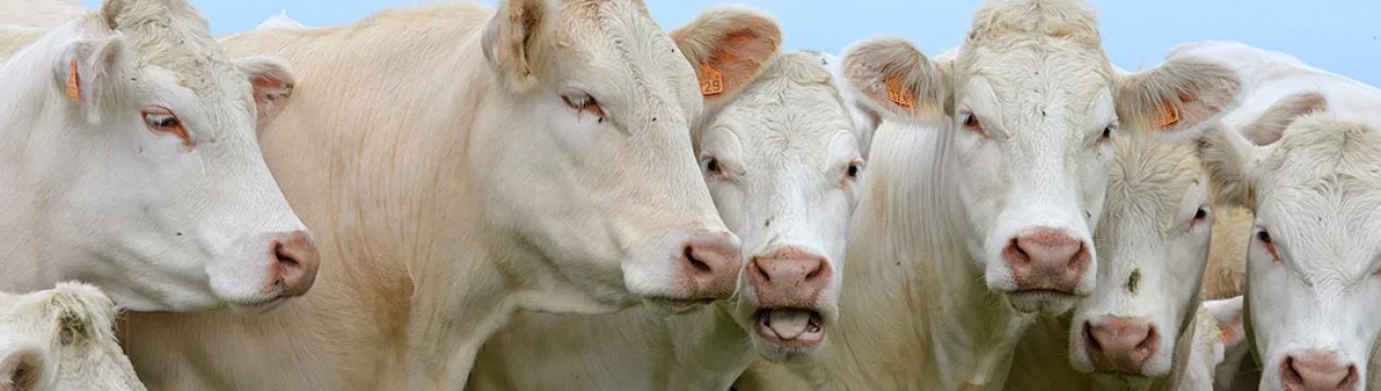 На башкирських фермах намагалися розшукати ящур