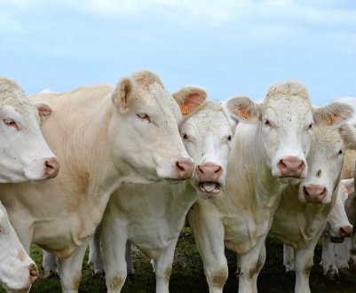 На башкирських фермах намагалися розшукати ящур