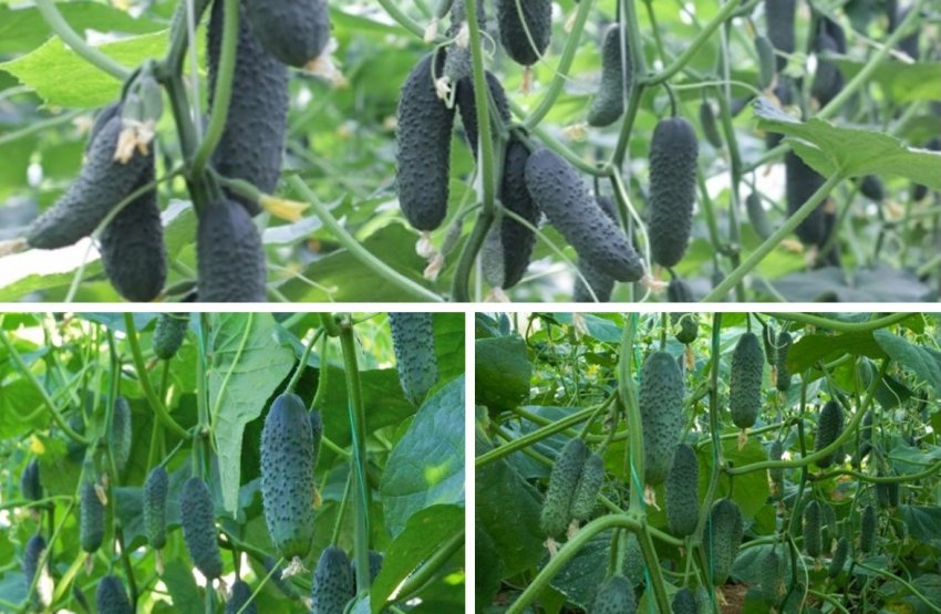 Огірки сорту Седрік F1 Огірки сорту Седрік F1