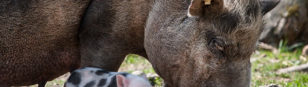 У Камбоджі виявлена африканська чума свиней
