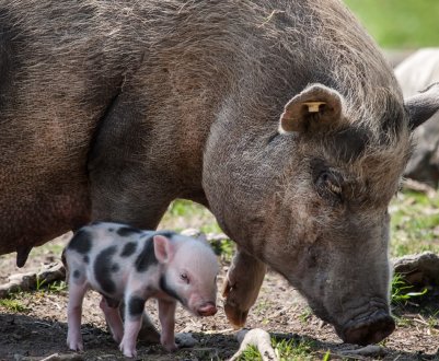 У Камбоджі виявлена африканська чума свиней