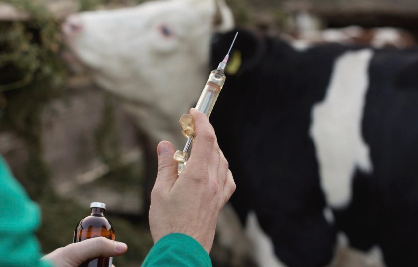 В Великобритании дефицит ветеринарной анестезии В Великобритании дефицит ветеринарной анестезии