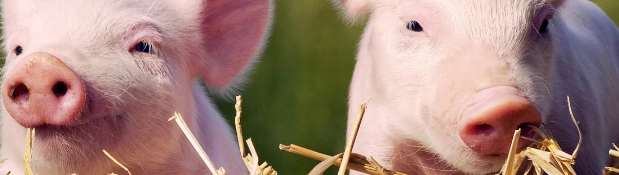 Китай посилює заходи з біологічної безпеки з-за триваючої епідемії АЧС