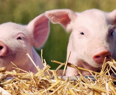 Китай посилює заходи з біологічної безпеки з-за триваючої епідемії АЧС