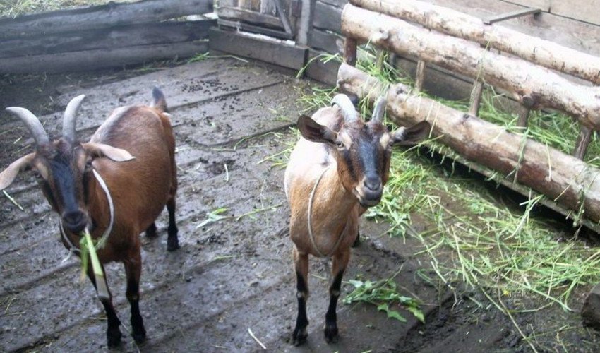 Годування кіз Годування кіз