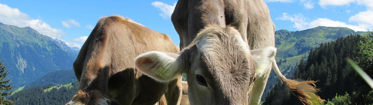 Поголів'я ВРХ в Україні продовжує скорочуватися